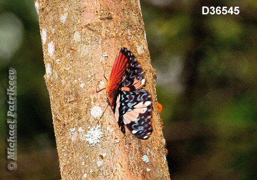 Red Cracker (Hamadryas amphinome)